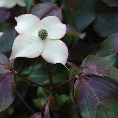  Cornus Kousa Cappuccino