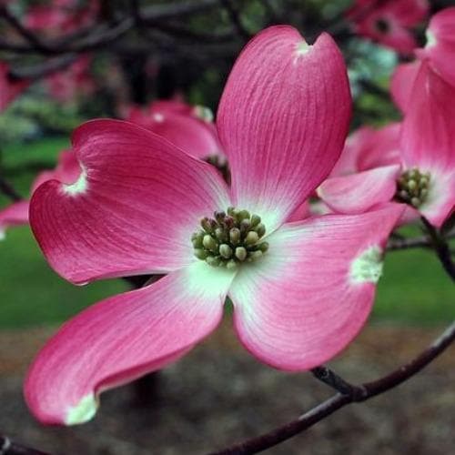  Cornus Florida Cherokee Chief