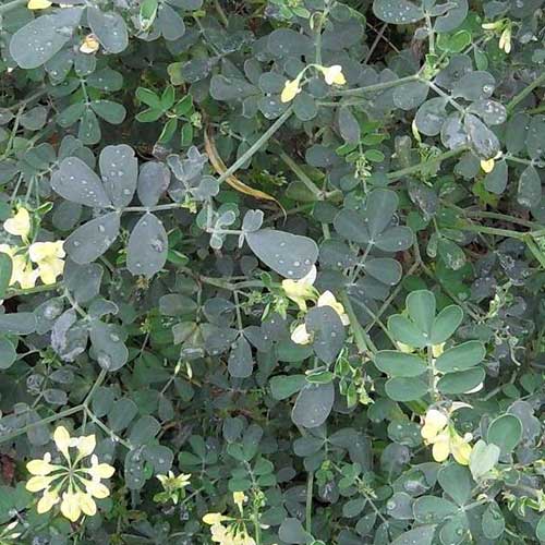  Coronilla Valentina Subsp. Glauca Citrina