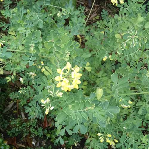  Coronilla Valentina Subsp. Glauca Citrina