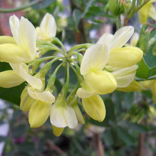  Coronilla Valentina Subsp. Glauca Citrina