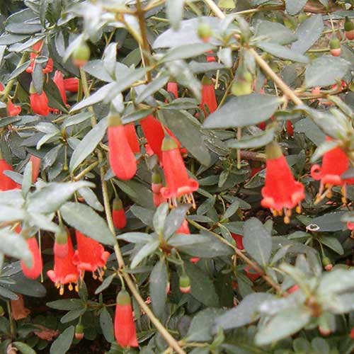  Correa Pulchella