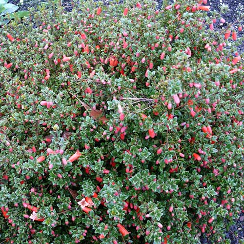  Correa Pulchella