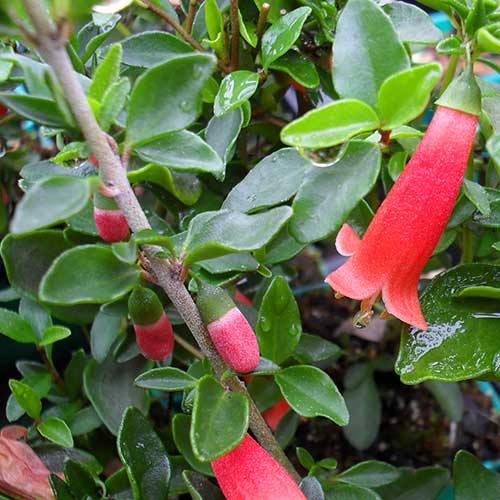 Correa Pulchella