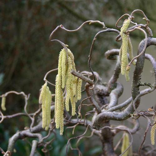  Corylus Avellana Contorta