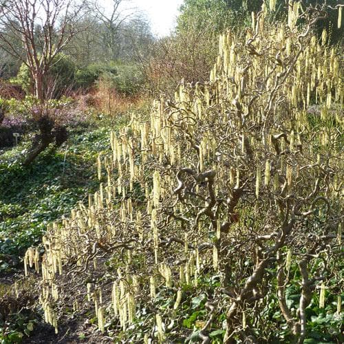  Corylus Avellana Contorta