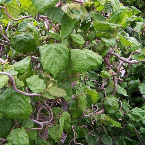  Corylus Avellana Contorta