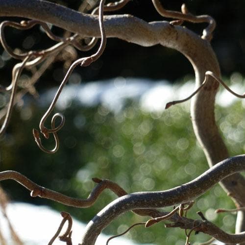  Corylus Avellana Contorta