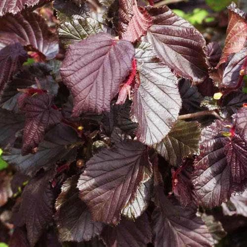  Corylus Avellana Red Majestic