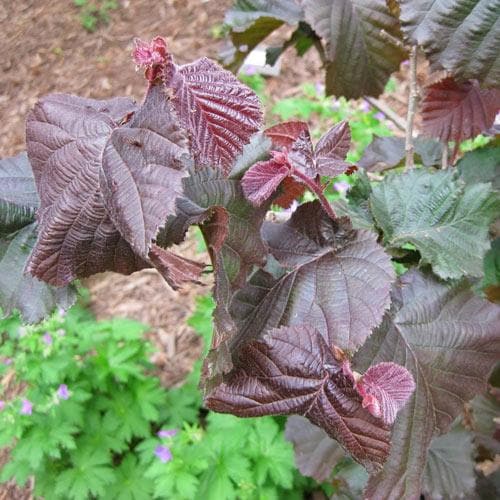  Corylus Avellana Red Majestic