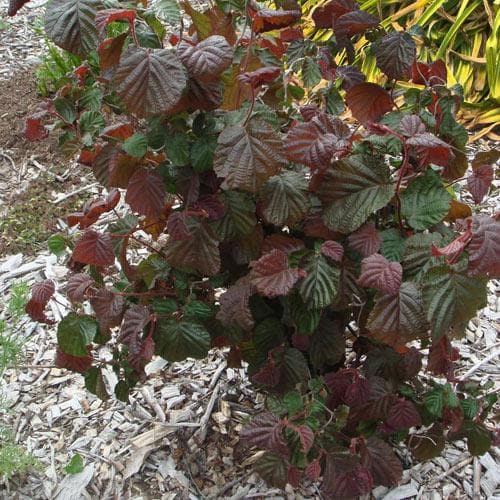  Corylus Avellana Red Majestic