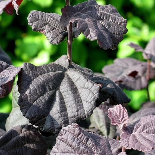  Corylus Avellana Anny's Purple Dream