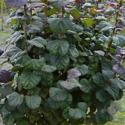 Corylus Avellana Anny's Purple Dream