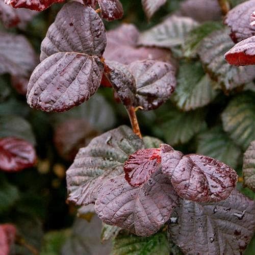  Corylus Avellana Anny's Purple Dream