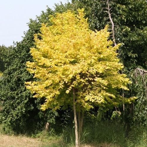  Corylus Avellana Aurea