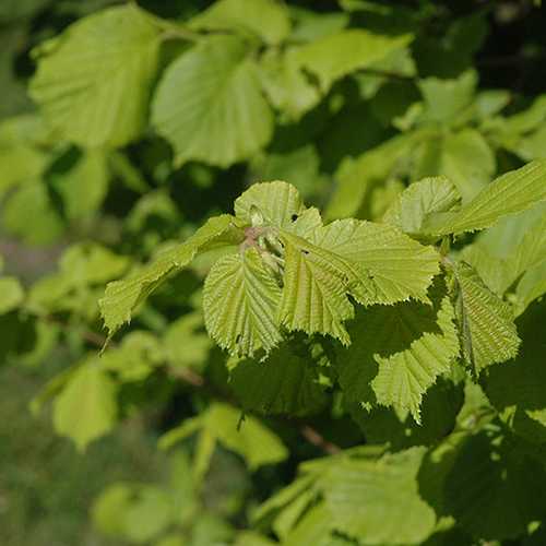  Corylus Avellana Aurea