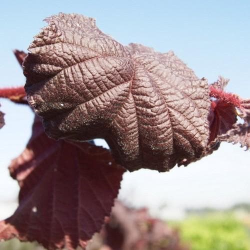  Corylus Avellana Purple Umbrella