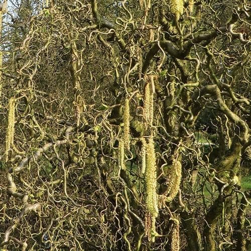  Corylus Avellana Scooter
