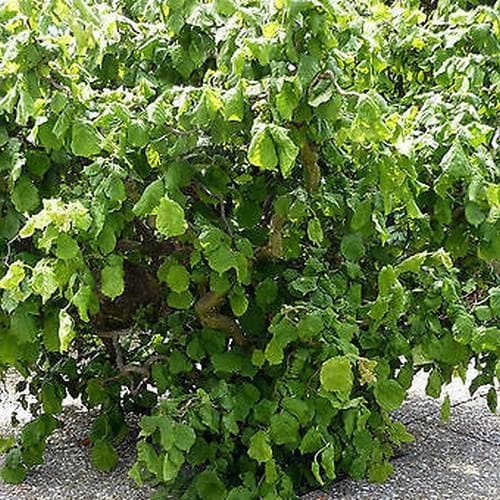  Corylus Avellana Scooter