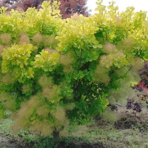  Cotinus Coggygria Golden Spirit