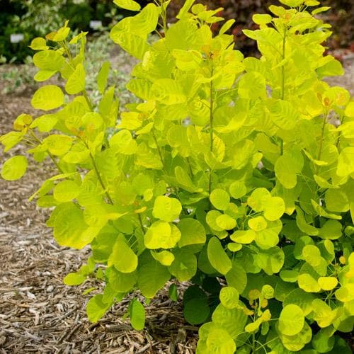  Cotinus Coggygria Golden Spirit