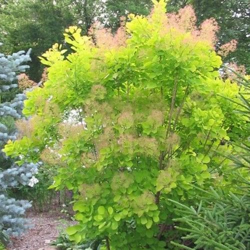  Cotinus Coggygria Golden Spirit