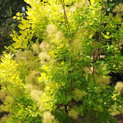  Cotinus Coggygria Golden Spirit