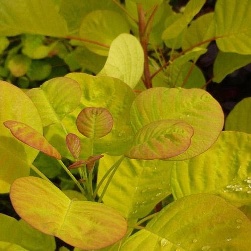  Cotinus Coggygria Golden Spirit