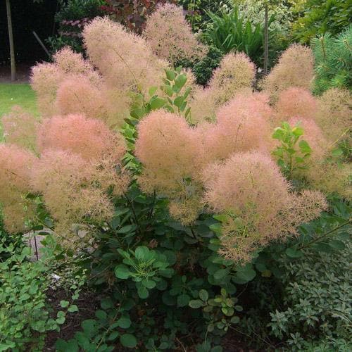  Cotinus Coggygria Young Lady