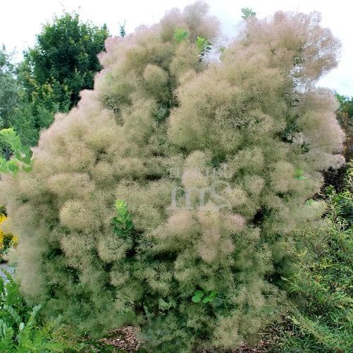  Cotinus Coggygria Young Lady