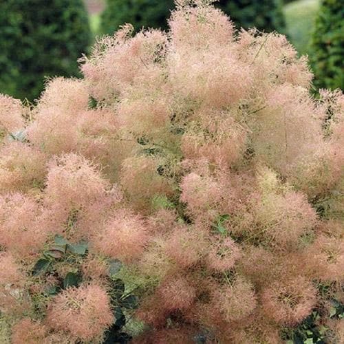  Cotinus Coggygria Young Lady