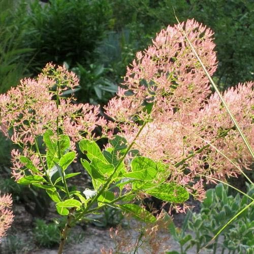  Cotinus Coggygria Young Lady