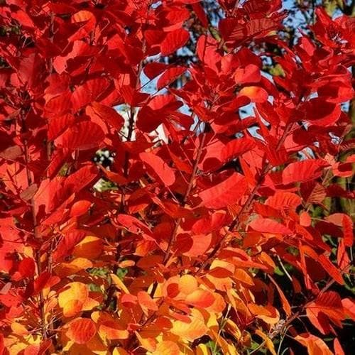  Cotinus Coggygria Flamissimo