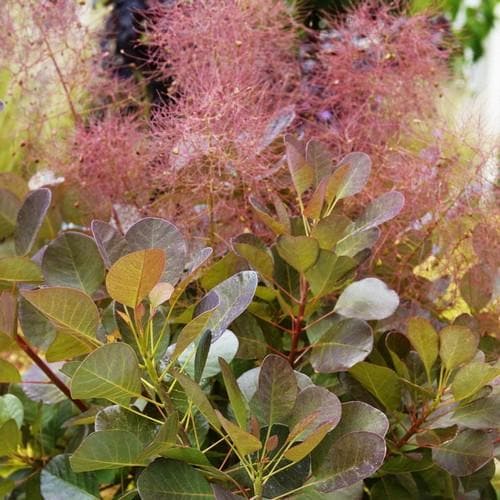  Cotinus Coggygria Flamissimo