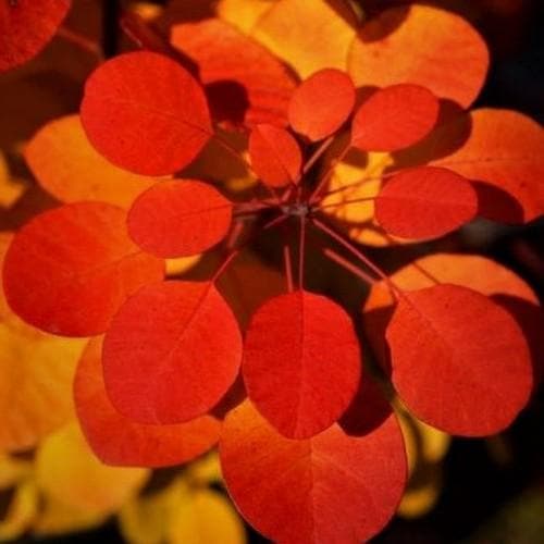  Cotinus Coggygria Flamissimo