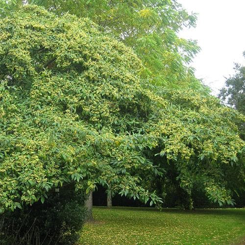  Cotoneaster Rothschildianus
