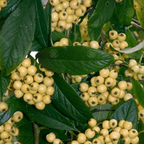  Cotoneaster Rothschildianus