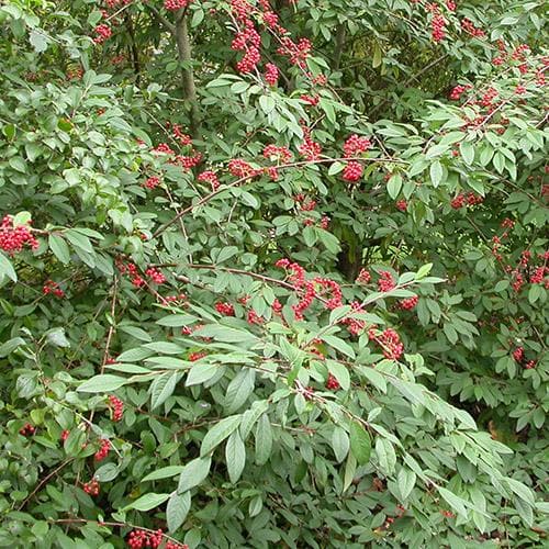  Cotoneaster Frigidus Cornubia