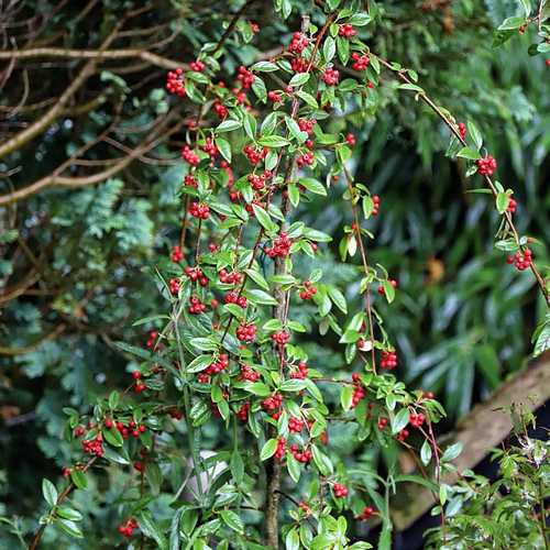  Cotoneaster Hybridus Pendulus