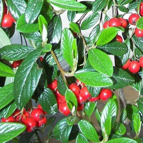  Seaside Hedge Mix