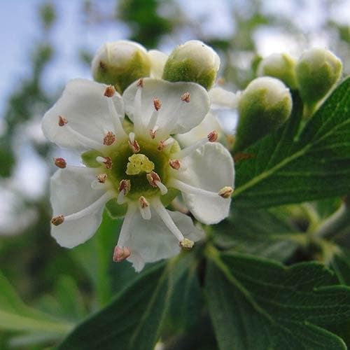  Crataegus Azarolus Geraki