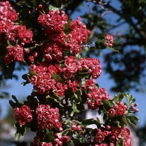  Crataegus Crimson Cloud