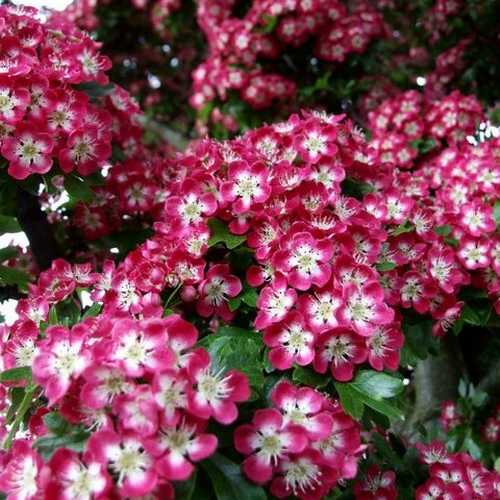  Crataegus Crimson Cloud
