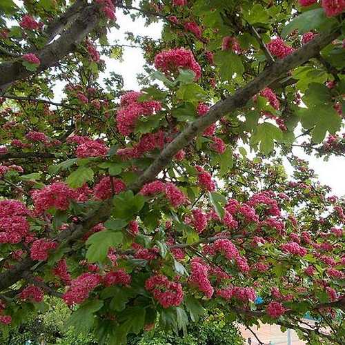  Crataegus Laevigata Paul’s Scarlet