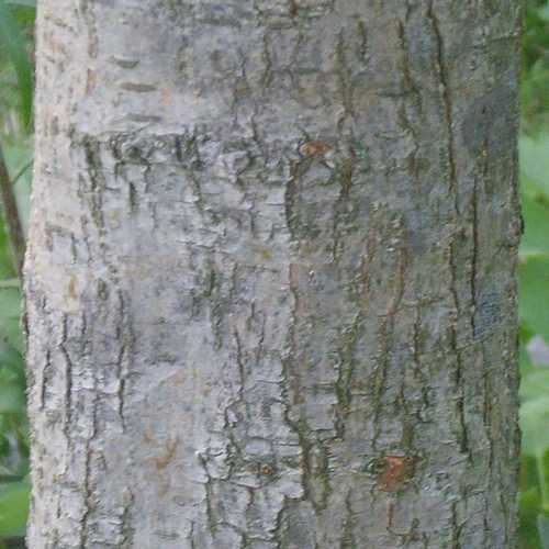  Crataegus Chinensis Syn. Pinnatifida