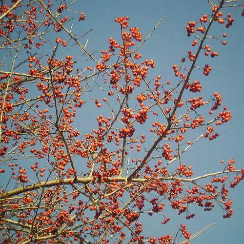  Crataegus Chinensis Syn. Pinnatifida