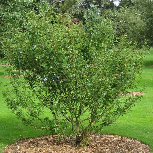  Crataegus Chinensis Syn. Pinnatifida