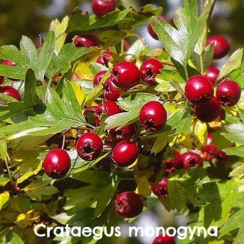  Native Wildlife Fruiting Hedge Mix