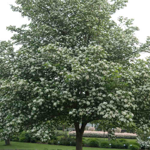  Crataegus Succulenta Jubilee