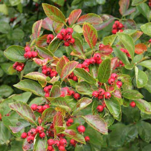  Crataegus Succulenta Jubilee